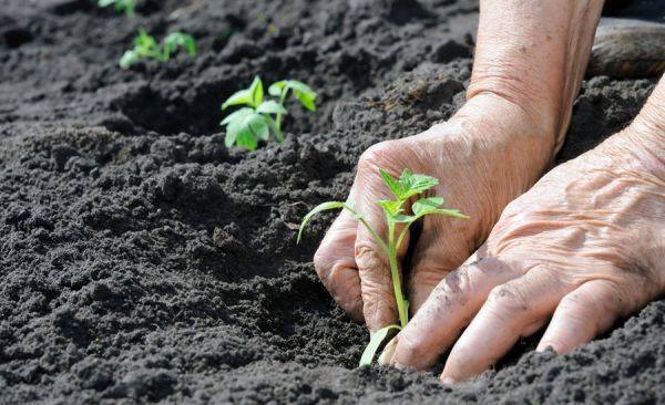 Aspersoras y Tractores S.A. de C.V._Foto 01